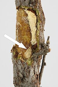 Diphucrania aurocyanea, PL5438B, prepupa, another collar gall on C. setifera (PJL 3553) showing tunnel entry into stem core (arrowed), EP, 7.0 × 2.0 mm